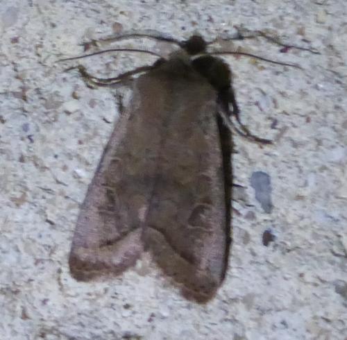 Orthosia sp.