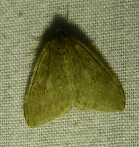 Epirrita sp.