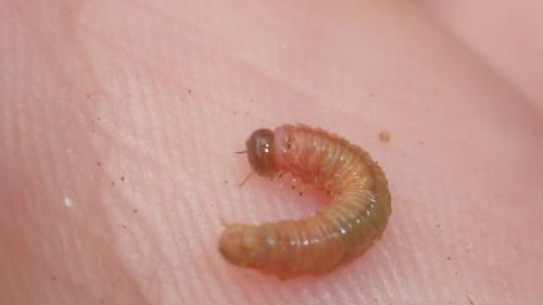 Réf. 159 869 : Acantholyda erythrocephala