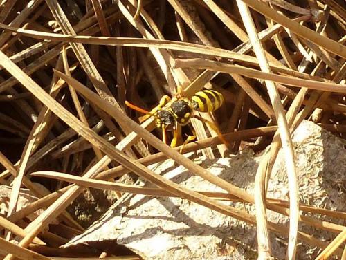 Nomada succincta