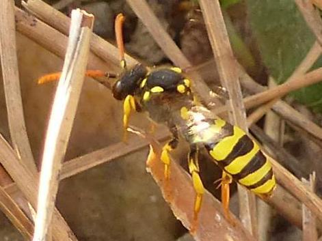 Nomada succincta
