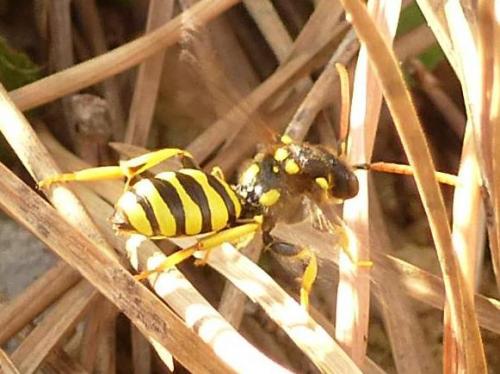 Nomada succincta