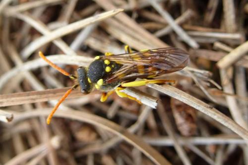 Nomada succincta