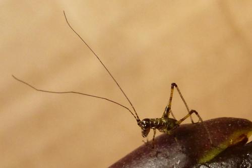 Phaneroptera sp.