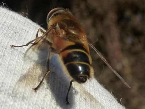 Réf. 159 783 : Eristalis sp.