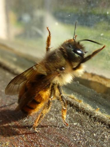Réf. 159 954 : Osmia bicornis