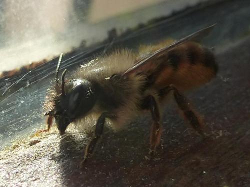 Réf. 159 955 : Osmia bicornis