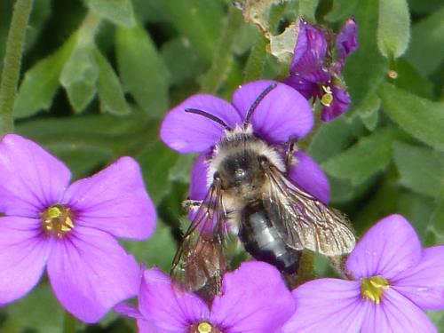 Réf. 159 392 : Melecta albifrons
