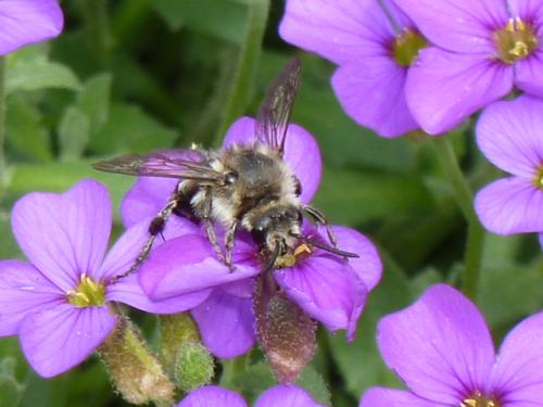 Réf. 159 393 : Melecta albifrons