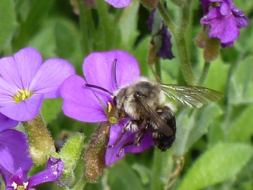 Réf. 159 391 : Melecta albifrons