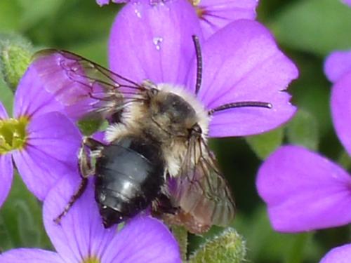 Réf. 159 394 : Melecta albifrons