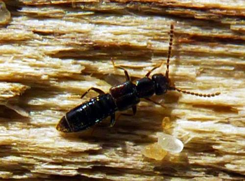Réf. 159 960 : Myrmecopora brevipes