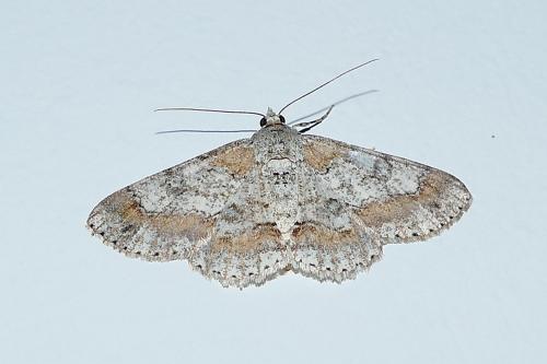 Cleora immemorata