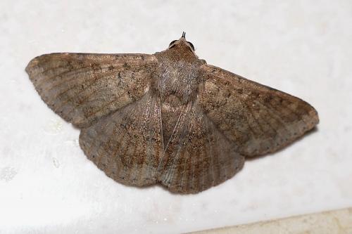 Ericeia inangulata levuensis