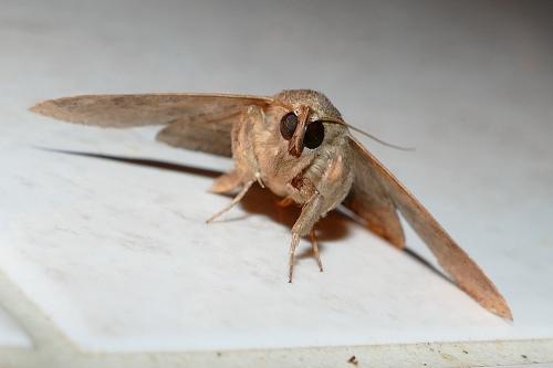 Réf. 159 335 : Ericeia inangulata levuensis
