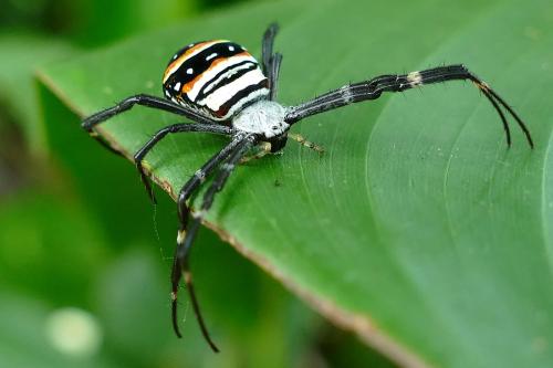 Réf. 159 516 : Argiope sp.