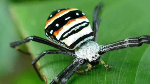 Réf. 159 518 : Argiope sp.