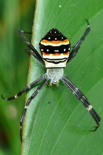 Réf. 159 517 : Argiope sp.