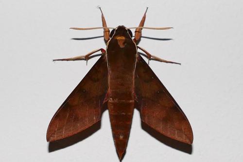 Réf. 159 963 : Gnathothlibus erotus