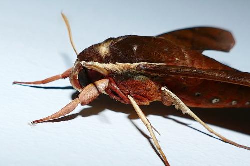 Gnathothlibus erotus