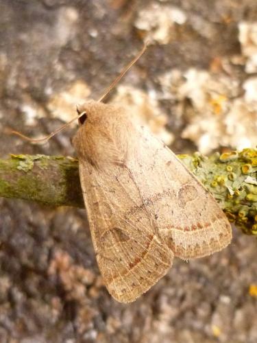 Orthosia cerasi