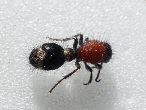 Réf. 159 801 : Stenomutilla argentata