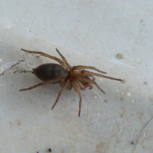 Drassodes sp.