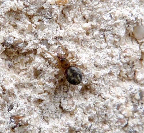 Amaurobius sp.