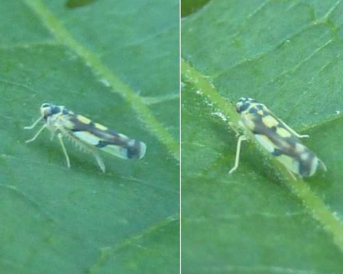 Réf. 159 676 : Eupteryx aurata