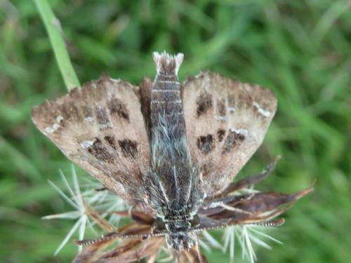 Réf. 159 603 : Carcharodus alceae