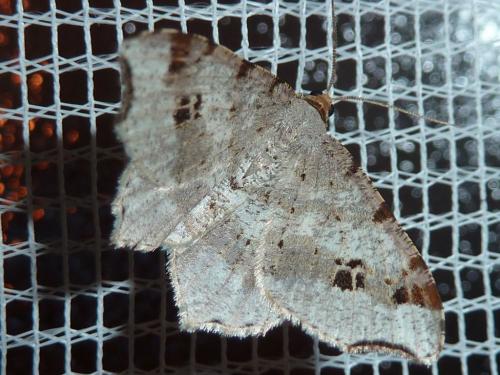 Réf. 159 291 : Macaria alternata
