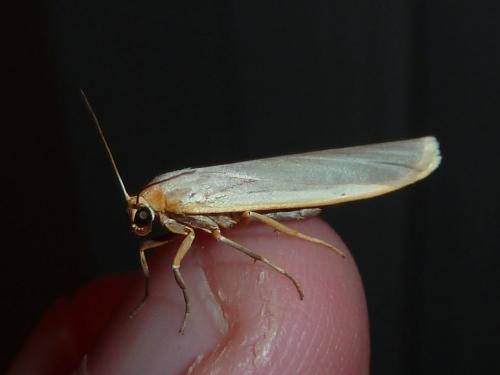 Eilema sp.