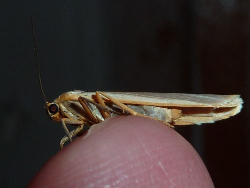 Eilema sp.