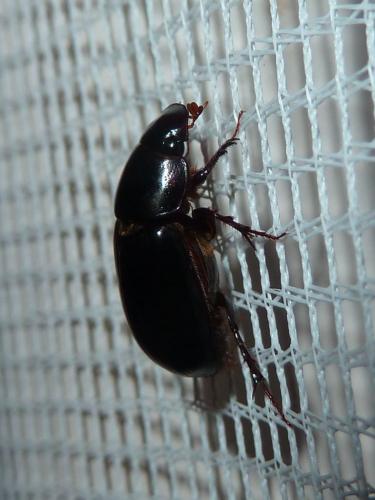 Acrossus rufipes