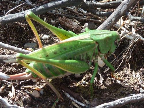 Réf. 159 730 : Decticus verrucivorus verrucivorus