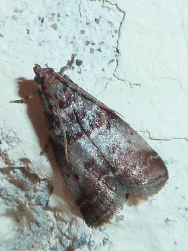 Acrobasis advenella