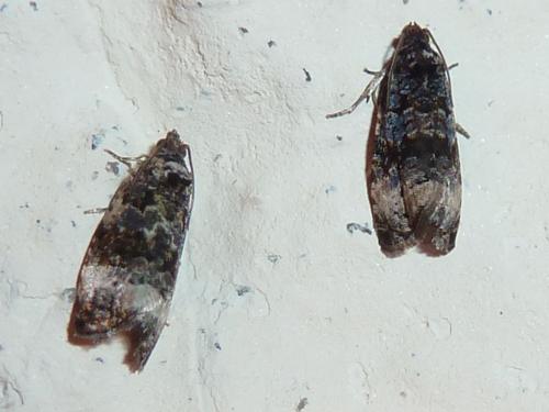 Réf. 159 375 : Endothenia sp.