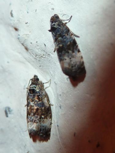 Réf. 159 397 : Endothenia sp.