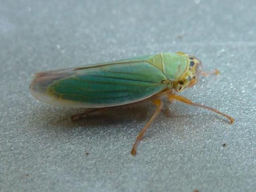 Réf. 159 513 : Cicadella viridis