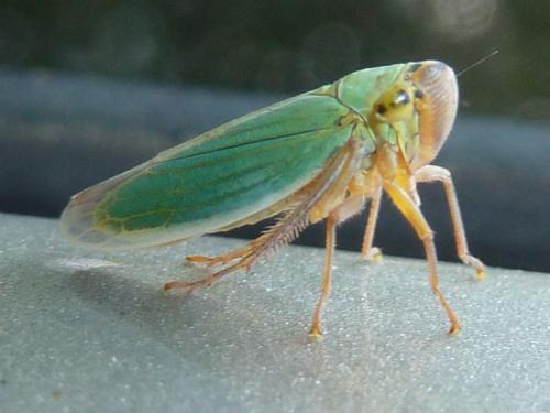 Réf. 159 514 : Cicadella viridis