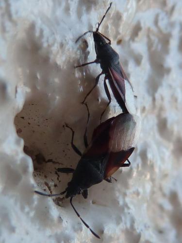 Réf. 159 526 : Oxycarenus lavaterae