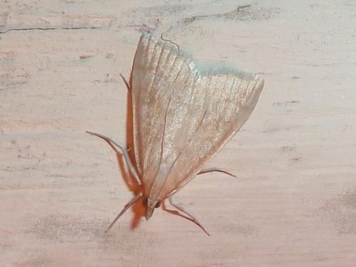 Udea lutealis
