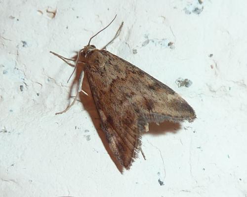Pyrausta despicata
