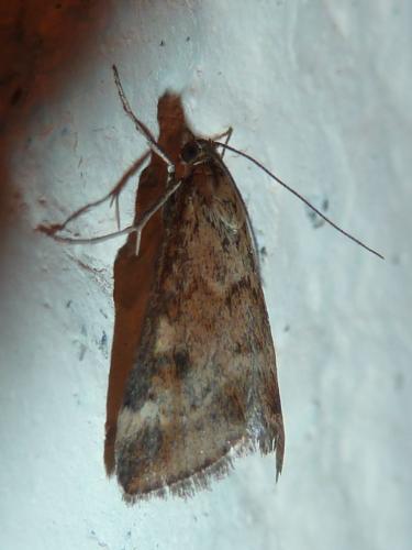 Pyrausta despicata