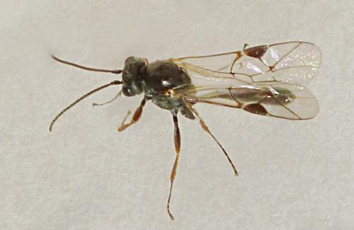Réf. 159 109 : Tersilochinae inconnu