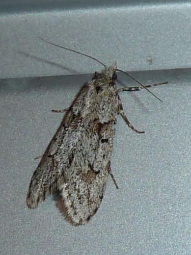 Diurnea fagella