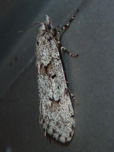 Diurnea fagella