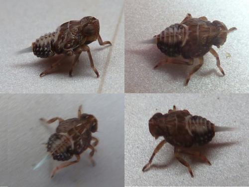 Issus coleoptratus