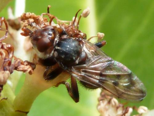 Myopa vicaria