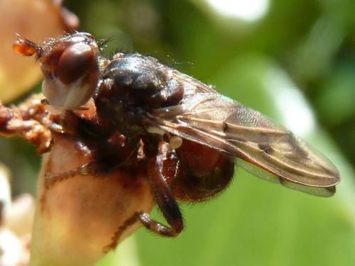 Myopa vicaria